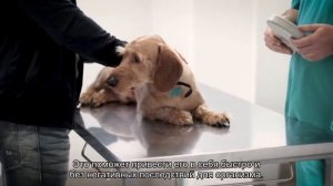 Собака отказывается от еды!