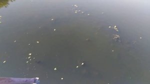то-ли Ласка то-ли андатра ерик солянка г. Астрахань