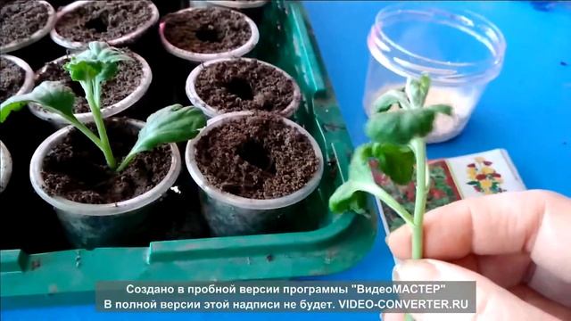 черенкование крупноцветковой хризантемы 1 часть смотреть онлайн