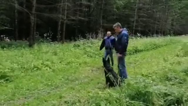 Дрессировка в Йошкар-Оле смотреть онлайн