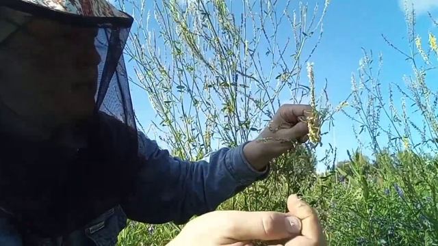 ДОННИКОВОЕ МАСЛО. Видеорецепт.