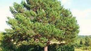 ВЛАДИМИР  МЕГРЕ   "АНАСТА"