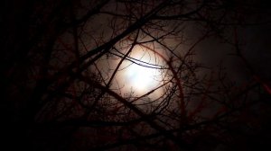 Звуки совы и волка - Ночь расслабления - Помощь для сна - Вечерний лес - Отдых на природе 