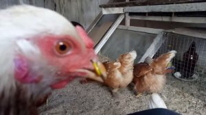 Как бороться с выщипыванием перьев у курей！