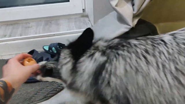 Занятия адаптивной зоопсихологией. смотреть онлайн