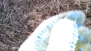 Зимнее пастбище. Что едят козы и овцы, если пасти скот зимой.