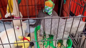 Собачий Рынок Одесса. ТОП 5 Пород Собак на Рынке. Староконный Рынок. Птичий Рынок