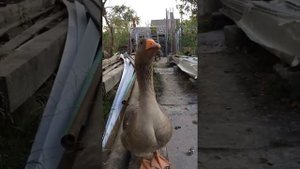 Гусь - Атакует - Человека ...)))