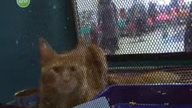 Выставка породистых кошек смотреть онлайн