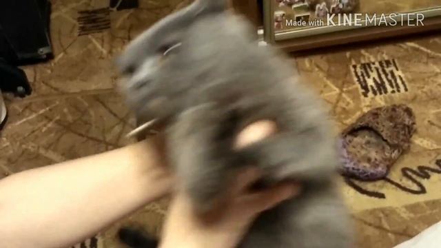 My cat is a lion. Моя кошка львица смотреть онлайн