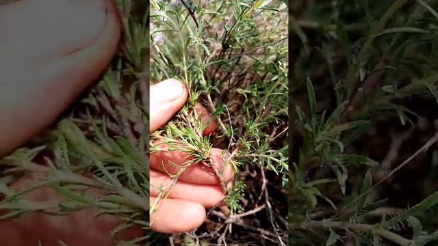 Чабрец, как правильно собирать смотреть онлайн