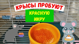 КРЫСЫ ПРОБУЮТ КРАСНУЮ ИКРУ