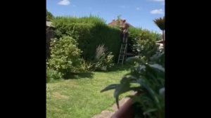 Hedge-trimming