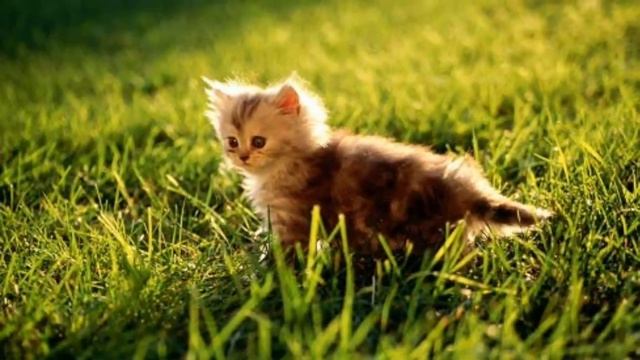Топ самых милых и красивых котят(это наше маленькое чудо).??