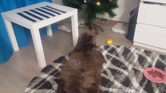 Собака поет под 50 оттенков пудель певец смотреть онлайн