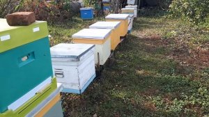 пчелосемьи в октябре. Что происходит с погодой в 2020 году?