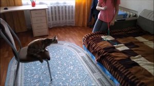 Дрессируем Мейн куна