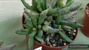 Выставка Кактусов🌵зимняя❄️⛅23-2-2020