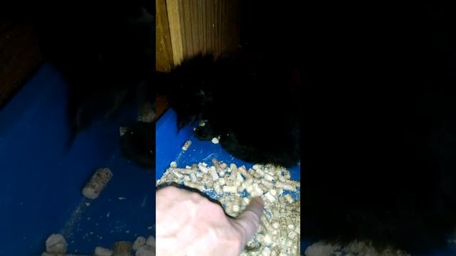 Учим котенка ходить в лоток. Teach a kitten to walk in the tray. Мейн-кун чёрный солид