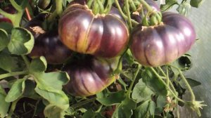 ОБЗОР ТОМАТОВ С АНТОЦИАНОМ. МОЙ ВЫБОР!