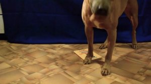 Маркеры ДА и НЕТ в дрессировке собак | дрессировка питбуля