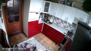 попугай карелла.mp4