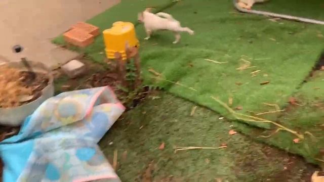 Гуляем, убираем, сосна стала болеть, надо лечить. смотреть онлайн