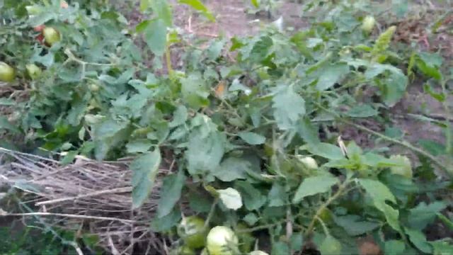 Мои томаты. Агат розовый и безымянный смотреть онлайн