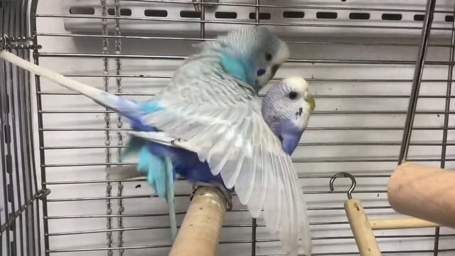 Размножение волнистых попугаев смотреть онлайн