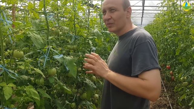 UG 11-137-15 F1 - ОЧЕНЬ МНОГО ПЛОДОВ ПОМИДОРА. ДЕФИЦИТ ЖЕЛЕЗА - ХЛОРОЗ НА ТОМАТАХ (01-10-2018) смотреть онлайн