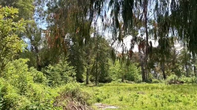 Абхазия весной. Цветущая магнолия, эвкалиптовые и бамбуковые рощи, цветение мандарина смотреть онлайн