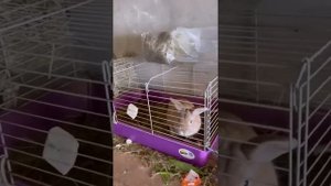 Киркоров показал свой дом. Видеоэкскурсия по жилищу артиста