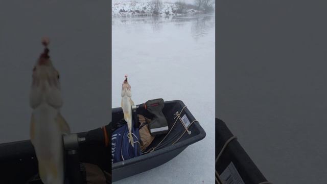 Рыбалка на МОРМЫШКУ 🕳️🎣🐟 Первый ЛЁД 🐟❄️ 📽️☃️