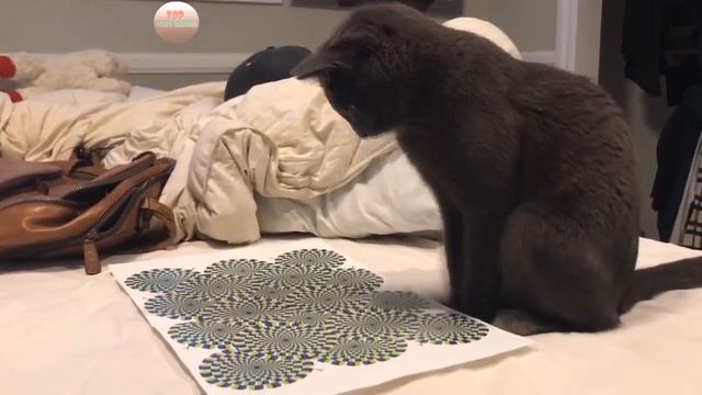 ПОДБОРКА ПРИКОЛОВ Смешные животные НАРЕЗКА видео приколов с животными смотреть онлайн