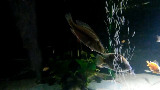 длиннорылый хаплохромис самка. 06.03.2017 смотреть онлайн