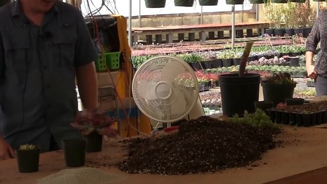 Echeveria Propagation by Beheading, with Expert Aaron Ryan смотреть онлайн