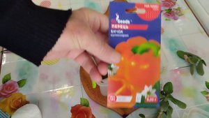 Проращивание семян перца сладкого в листьях алое.