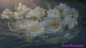 Цветок лотос. Необыкновенная красота. Лотос- цветок Востока.