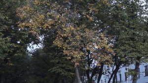 Санкт-Петербург - Конногвардейский бульвар - Осень. Видео - Александр Травин арТзаЛ