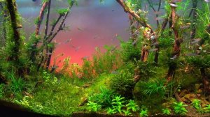 Родостомусы в полутонном аквариуме