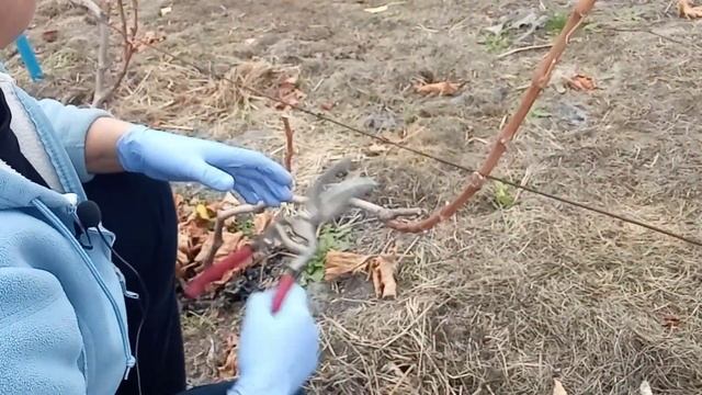Конец октября,обрезаю и обрабатываю виноградник железным купоросом/НАТАЛИЯ БОС смотреть онлайн