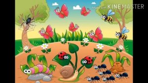 Занятие по развитию речи "Насекомые"