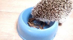 Стоит ли заводить африканского карликового ежа ? Плюсы и минусы.