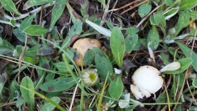 Серьёзный сбор маслят в июне 2020 смотреть онлайн