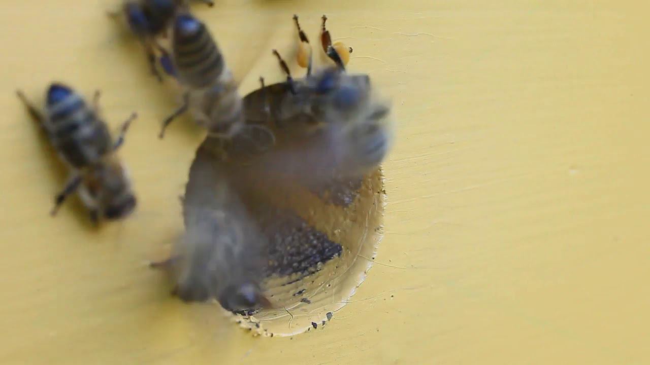 Пчёлы работают смотреть онлайн