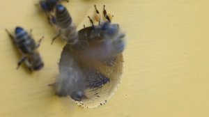 Пчёлы работают