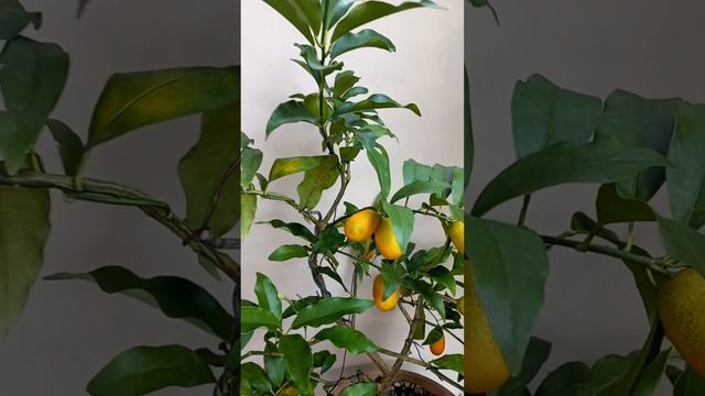 El Kumquat un cítrico, naranja china, hermosos frutos.