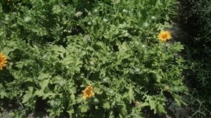 Венидиум - от покупки семян, в схожесть и цветение. Условия для выращивания.