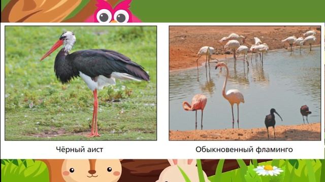 Биология, 5 кл., § 26 " Важность охраны живого мира планеты" смотреть онлайн