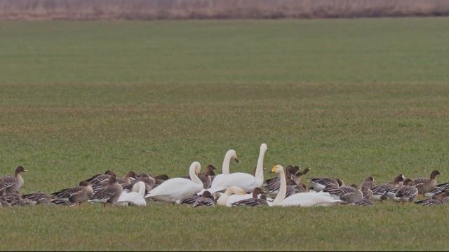 Лебеди и гуси на севере Московской области. 21 марта 2020 года смотреть онлайн